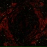 Pantopoda