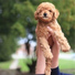 Pet Care Club, Dog Music, Music For Dogs