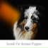 Dog Chill Out Music