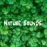 Nature Recordings, Nature And Bird Sounds