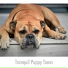 Dog Relaxation Zone