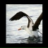 Albatros