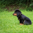 Dog Music, Music For Dogs Peace, Calm Doggy