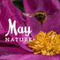 Relaxing Nature Sounds Collection