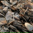 Rivet