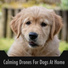 Dog Chill Out Music