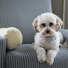Music for Calming Dogs, Sleepy Dogs, Dog Music