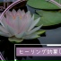 癒しBGM