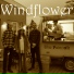 Windflower