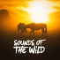 Nature Sounds Nature Music
