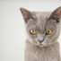 RelaxMyCat, Cat Music Dreams, Cats Music Zone