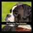 Dog Chill Out Music
