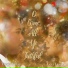 Lexi Lawson, Travis Finlay