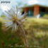 Jointpop