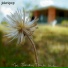Jointpop