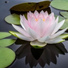 reiki tribe, The Sleep Helpers, Bedtime Baby