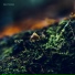 shiitake