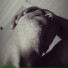 Acho Brother