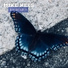 MIKE KEES