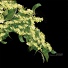 Digitaline