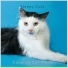 Calming Cat Music