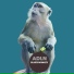 Adln