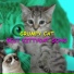Grumpy Cat