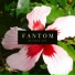 Fantom