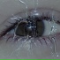 gnat