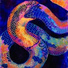 Dusa Naga