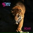 5timesfun