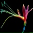 MONARCH