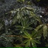 Rain Sounds ACE, Ocean Sounds, Natureza