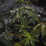 Rain Sounds ACE, Ocean Sounds, Natureza