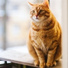 Calm Music for Cats, Music For Cats, Pet Care Club