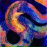 Dusa Naga