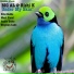 Rishi K., Big Al