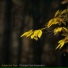 Adam the Tree feat. Kasandra J