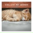 Pet Chillout Music
