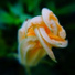 Love Letter