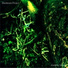 Mushroom-Project
