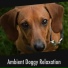 Calming Puppy Relaxation