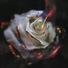 prod.Flower