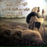 Akrem Shawky