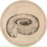 Fossil Archive aka Roberto