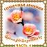 Shavarsh Gevorgyan Shavo