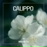 Calippo