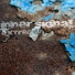 Inner Signal