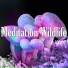 Kundalini: Yoga, Meditation, Relaxation