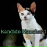 Kandido Blanchard